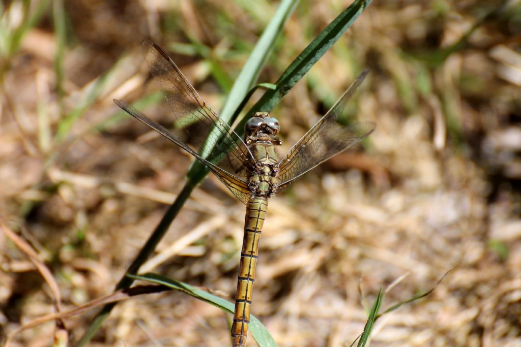 Orthetrum coerulescens,  femmina